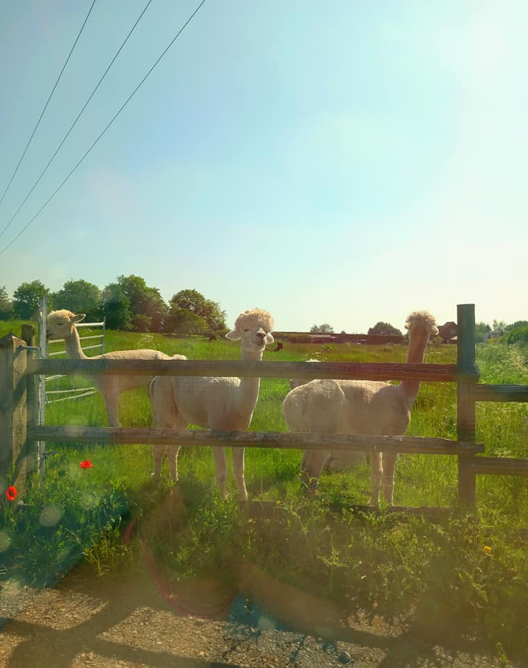 Spring Inspiration for Artists: Ignite Your&nbsp;Creativity